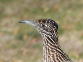 Roadrunner